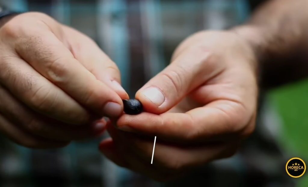 Ruke drže tamno zrno Black Ivory kafe kao simbol retke i ekskluzivne proizvodnje